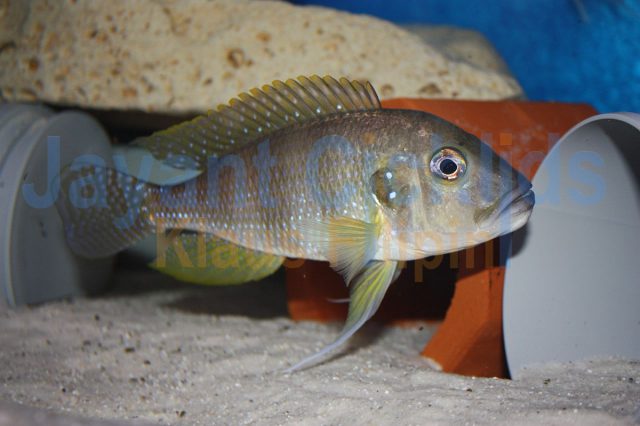 Limnochromis auritus