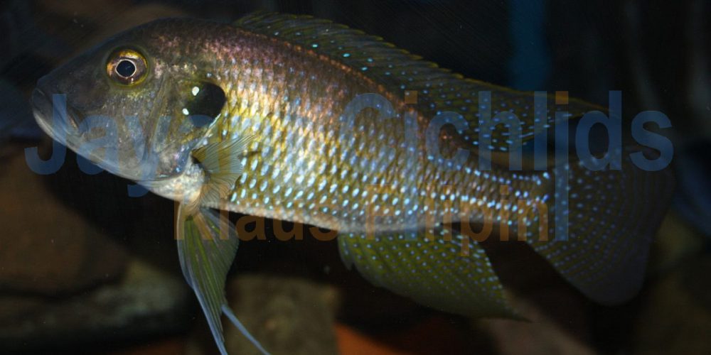 Limnochromis auritus Abeli