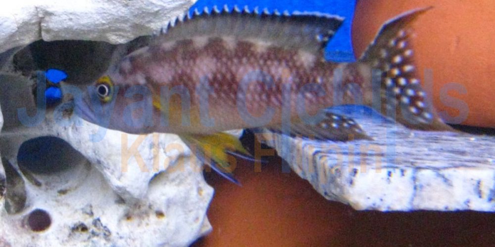 Neolamprologus buescheri Kamakonde