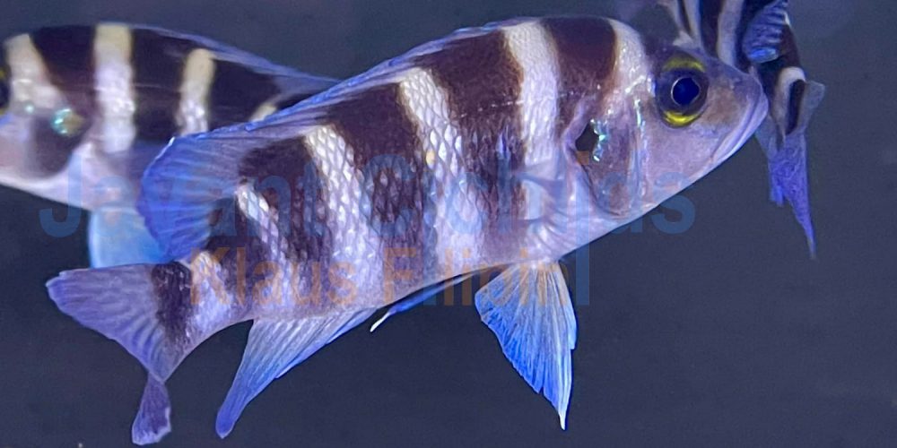 Neolamprologus sexfasciatus Blue Sambia