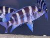 Neolamprologus sexfasciatus Blue Sambia