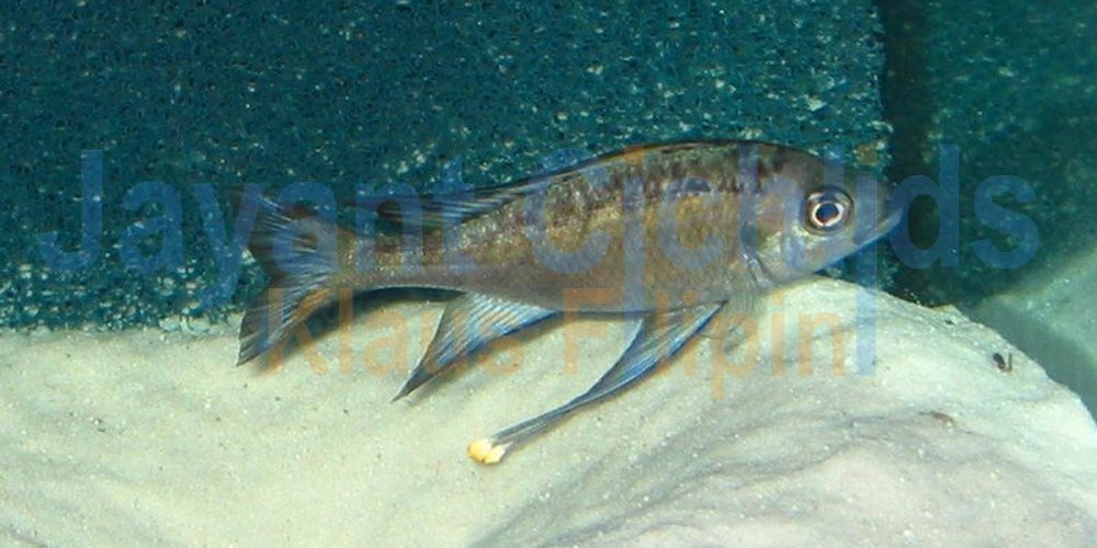 Ophthalmotilapia nasuta Bilila