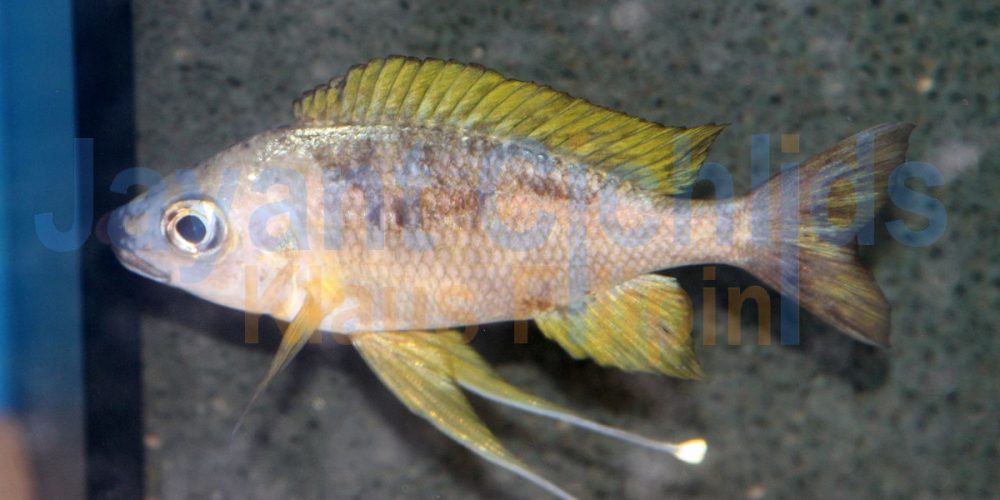 Ophthalmotilapia nasuta Kashenge