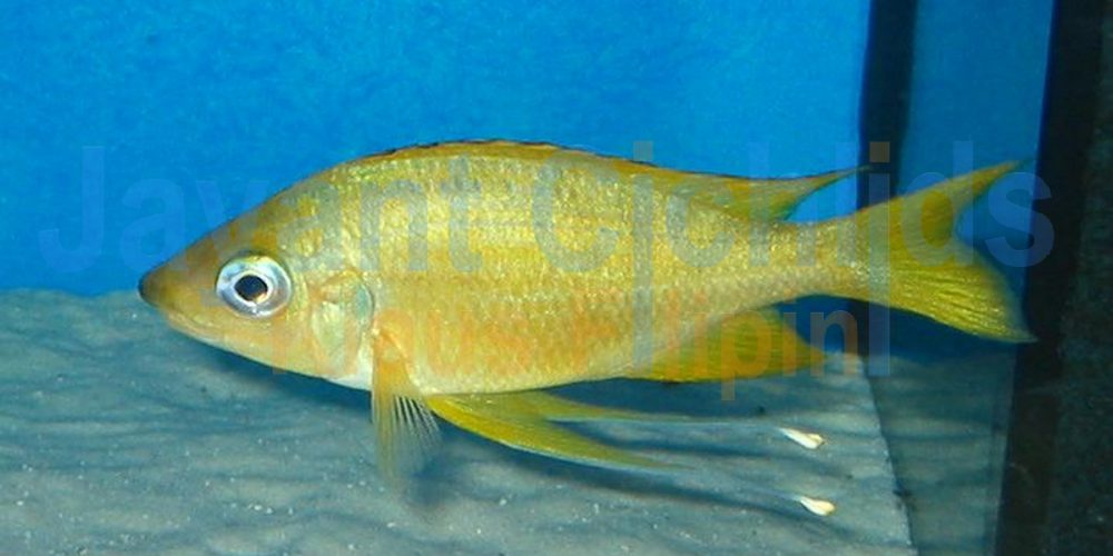 Ophthalmotilapia nasuta Kipilli