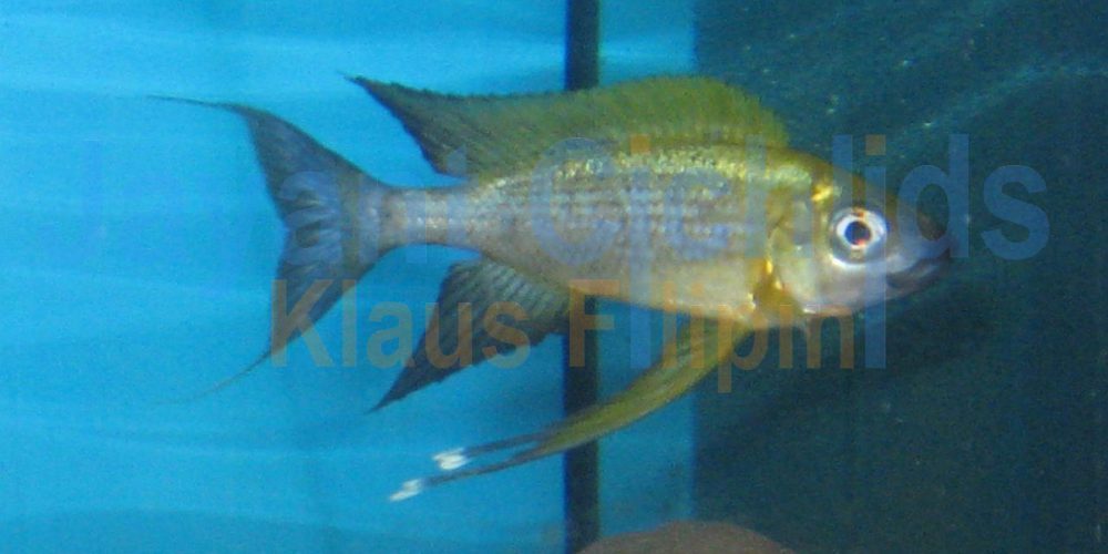 Ophthalmotilapia nasuta Lueba