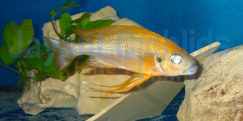 Ophthalmotilapia nasuta Mukosa