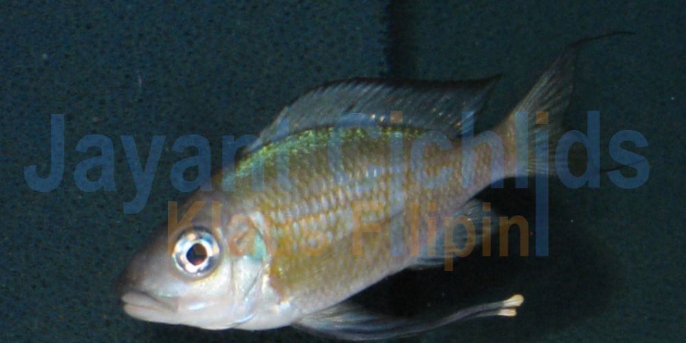 Ophthalmotilapia nasuta Sibwesa