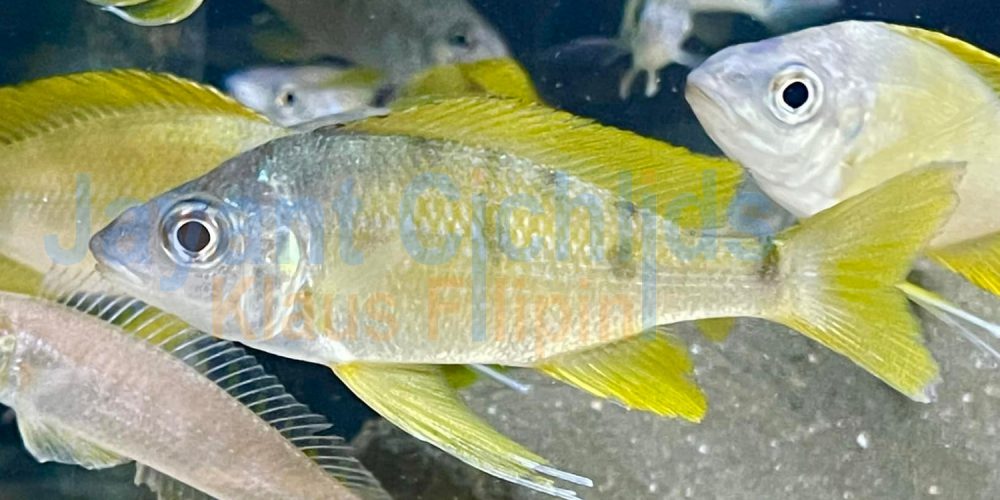 Ophthalmotilapia nasuta Chimba