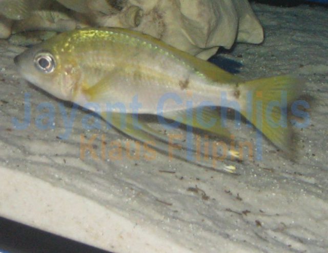 Ophthalmotilapia nasuta Ulwile