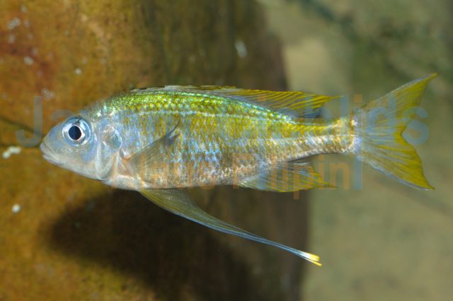 Ophthalmotilapia ventralis Mikongola