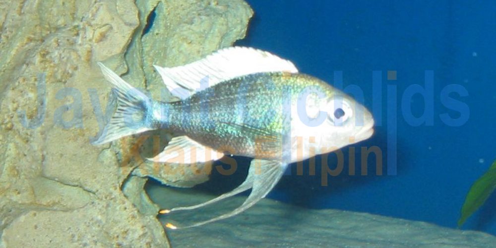 Ophthalmotilapia ventralis Nundo