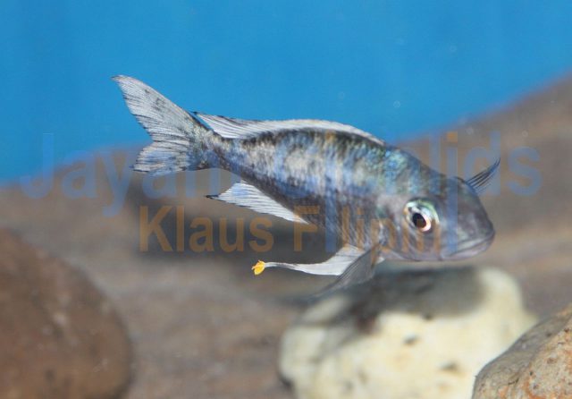 Ophthalmotilapia ventralis Nyanza Lac