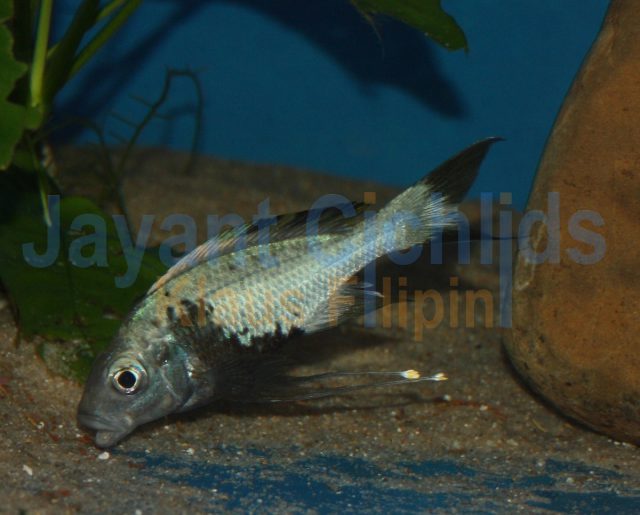 Ophthalmotilapia ventralis Tembwe