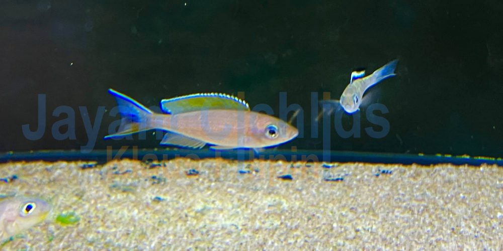 Paracyprichromis Brieni verlifer Kitumba