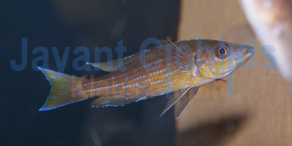 Paracyprichromis brieni Izinga