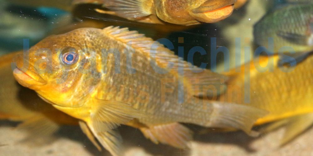 Petrochromis ephippium Moshi