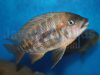 Petrochromis sp. red Bulu Point