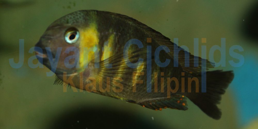 Tropheus Brichardi Canary cheek