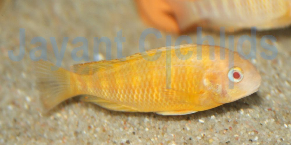 Tropheus moorii Kitumba Albino