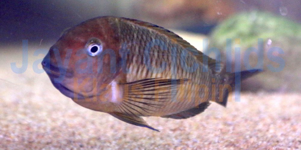 Tropheus moorii Mamalesa Island