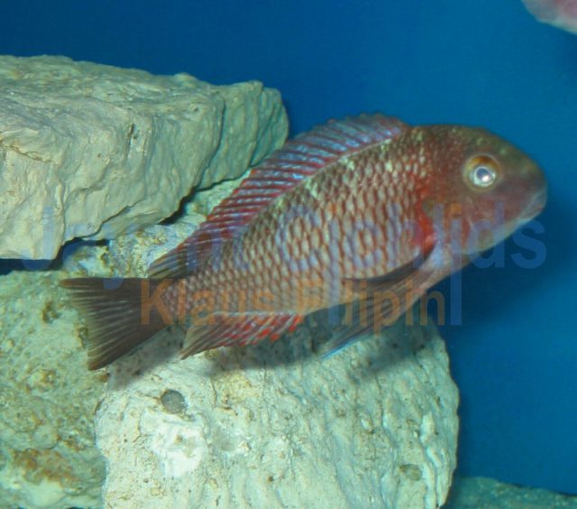 Tropheus moorii Muzi blue blaze