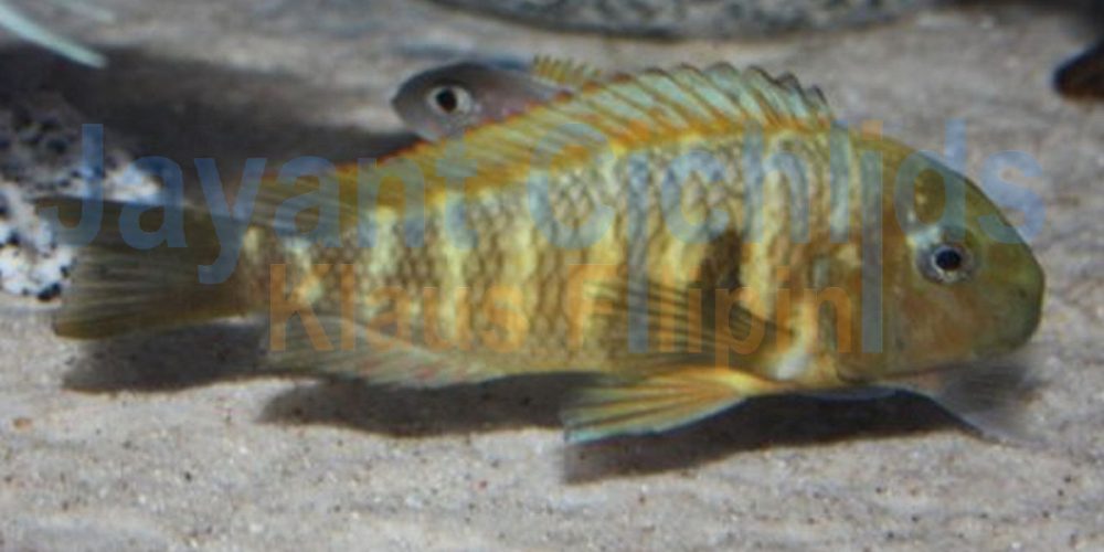 Tropheus moorii Samanzi