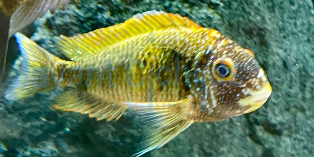 Tropheus moorii golden Kalambo WF