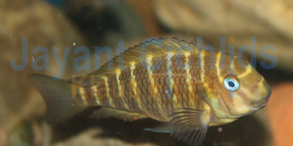 Tropheus moorii Lyamembe