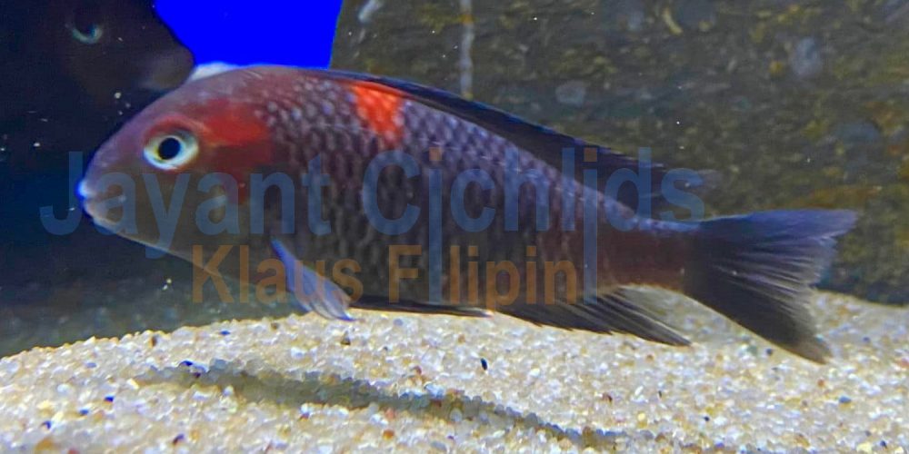 Tropheus sp. ‚Caramba red‘