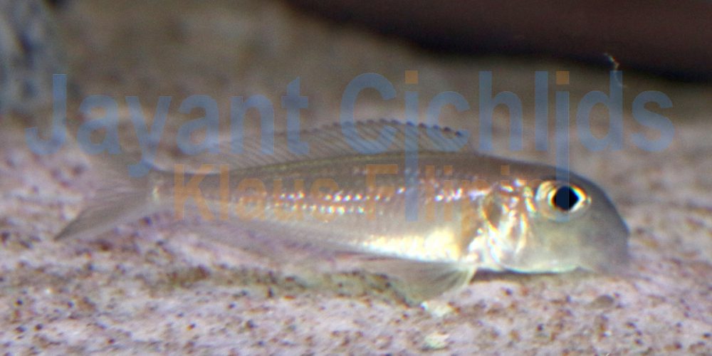 Xenotilapia bathyphilus Gombe