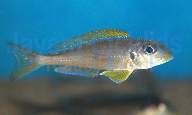 Xenotilapia bathyphilus Kasanga