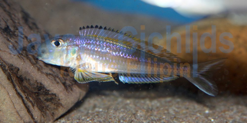 Xenotilapia bathyphilus Kigoma