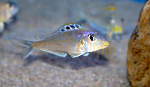 Xenotilapia bathyphilus Tembwe Nyanza Blue Princess