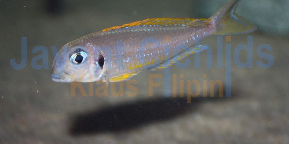 Xenotilapia flavipinnis Kashenge