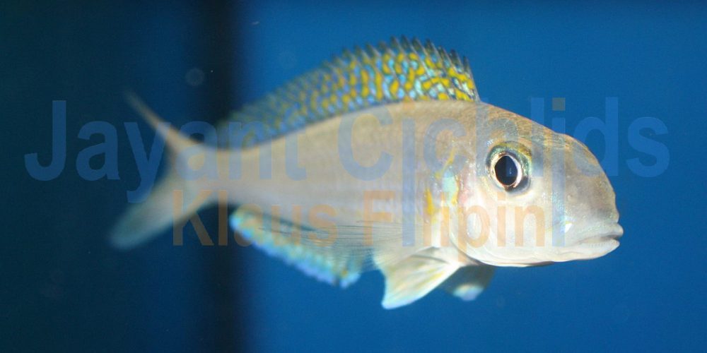 Xenotilapia flavipinnis Kigoma