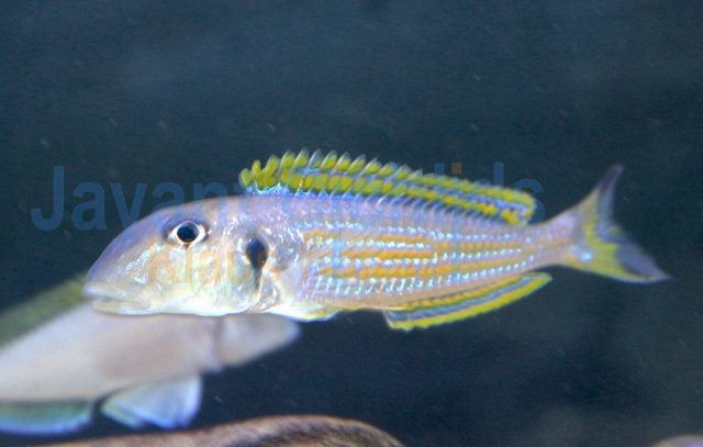 Xenotilapia ochrogenys Kavalla