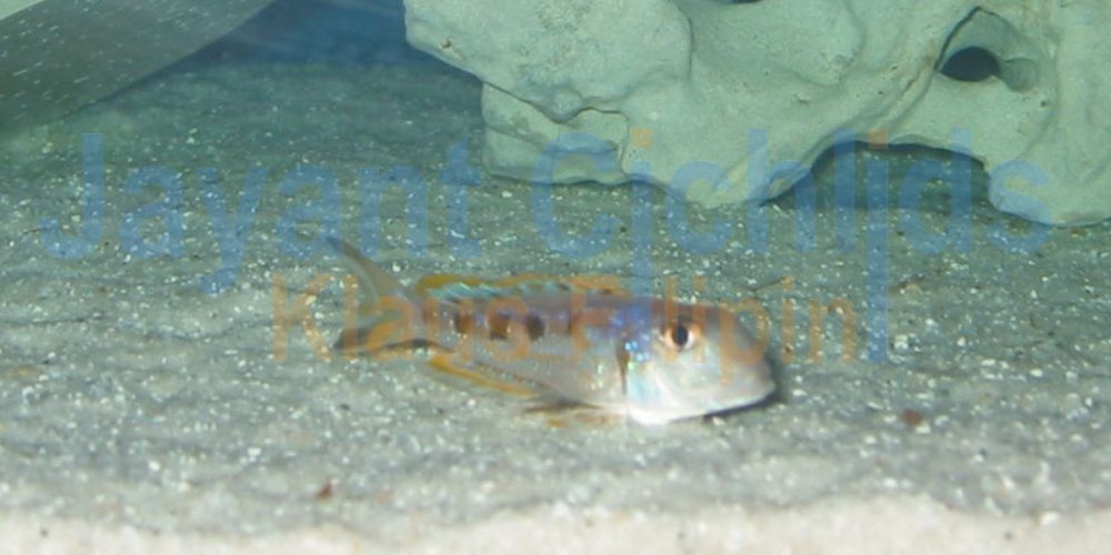 Xenotilapia ochrogenys Ndole