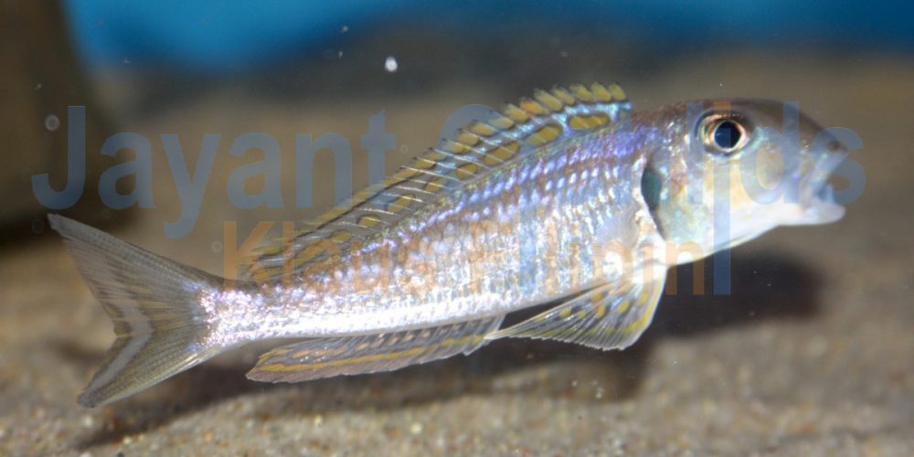 Xenotilapia ochrogenys Zongwe