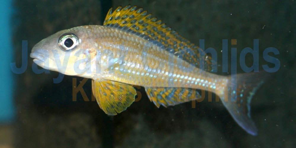 Xenotilapia papilio Cap Kasenga