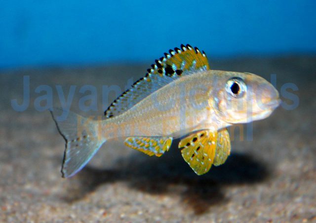 Xenotilapia papilio Kanoni