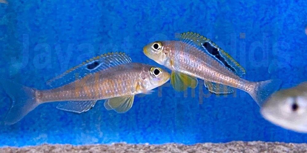 Xenotilapia papilio Kasanga