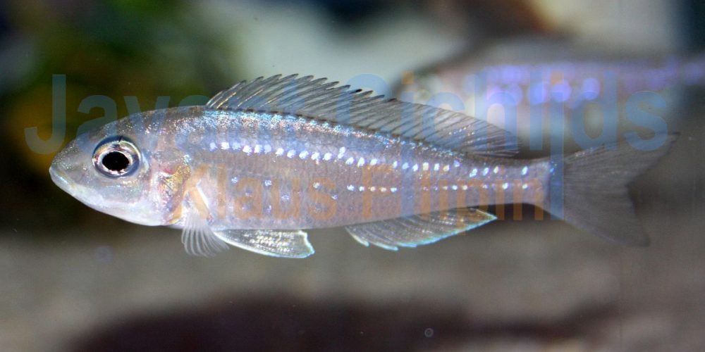 Xenotilapia rotundiventralis