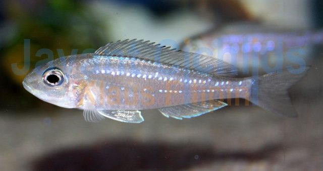 Xenotilapia rotundiventralis