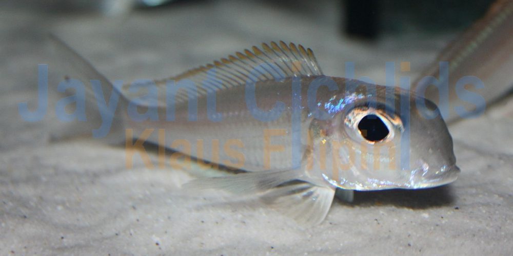 Xenotilapia sima Moliro