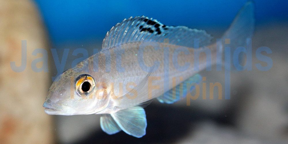 Xenotilapia spilopterus Chituta