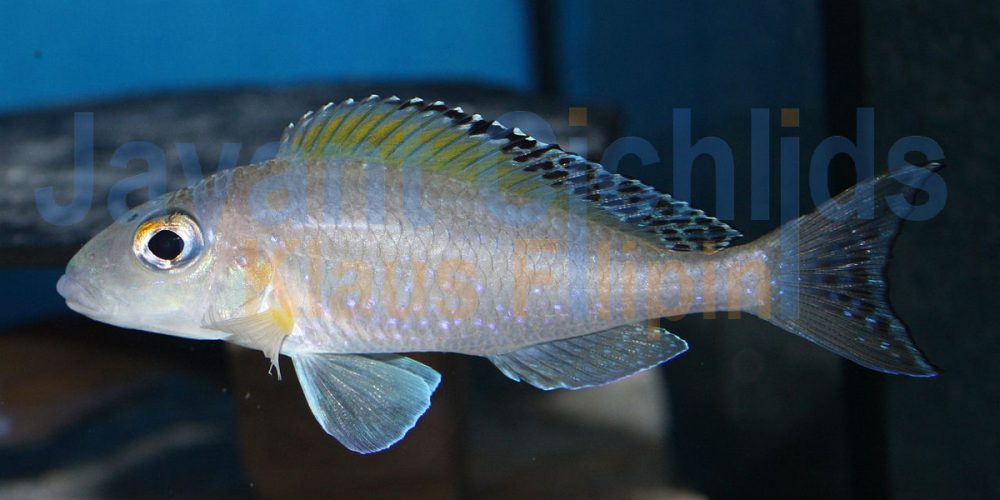 Xenotilapia spilopterus Kipilli