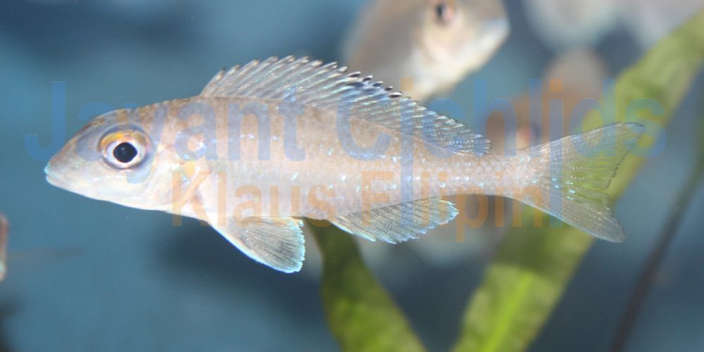 Xenotilapia spilopterus Kisambala