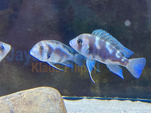 Cyphotilapia frontosa &#8217;night star&#8216;