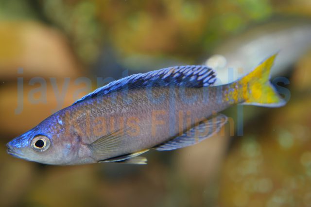 Cyprichromis leptosoma Mpulungu (blue neon)