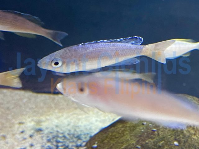 Cyprichromis leptosoma rainbow Cap Tembwe